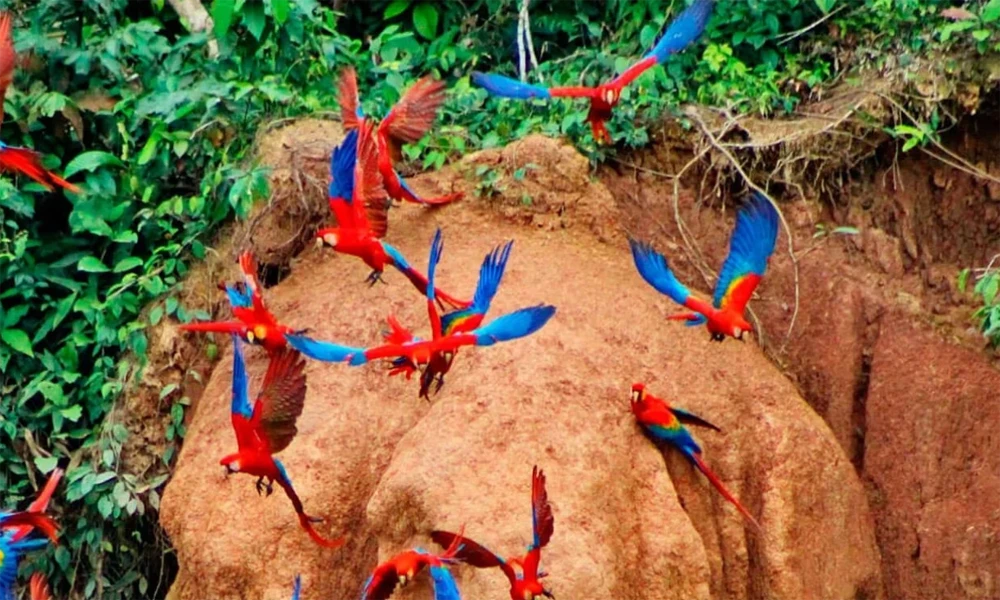 Reserva Nacional de Tambopata & Collpa Chuncho 4D/3N