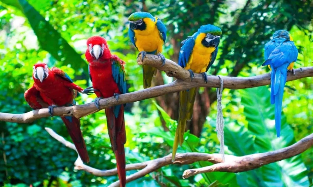 Animales que se pueden ver en el Manu: Jaguar, Nutrias gigantes, Guacamayos