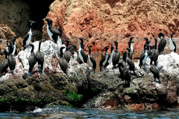 Tours Islas Ballestas Paracas