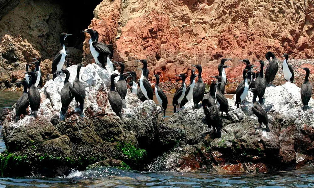 Tours Islas Ballestas Paracas