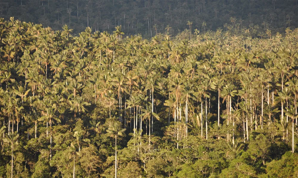 Bosque de Palmeras de Taulía en Molinopampa