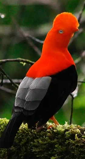 Parque Nacional del Manu 7D/6N