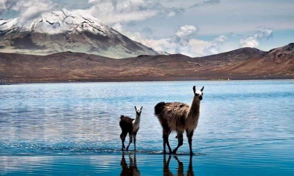 Alojamiento y Servicios para Turistas Argentinos en Perú