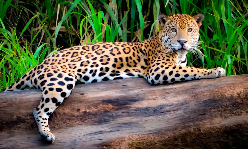 tambopata-peru