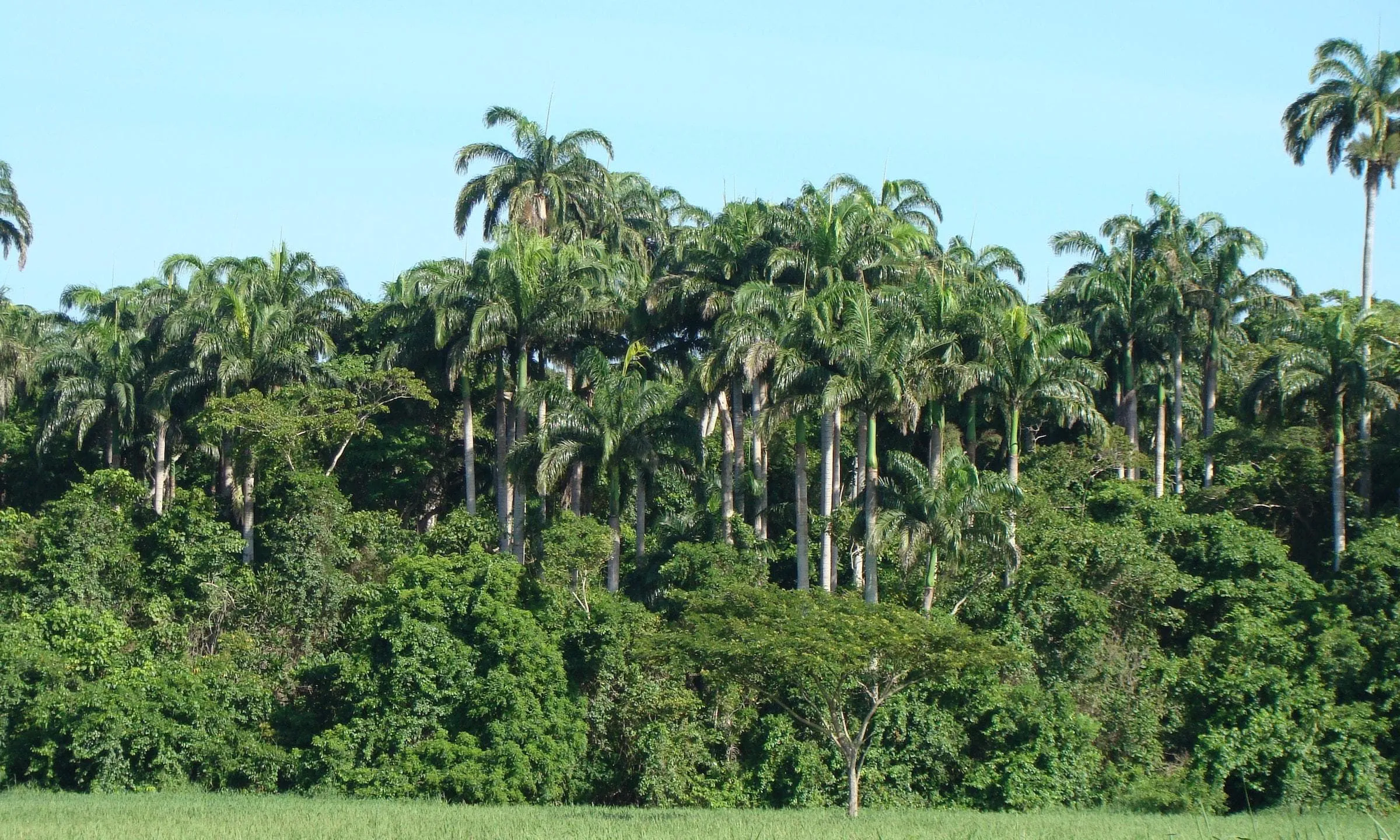Bosque de Palmeras de Taulía en Molinopampa