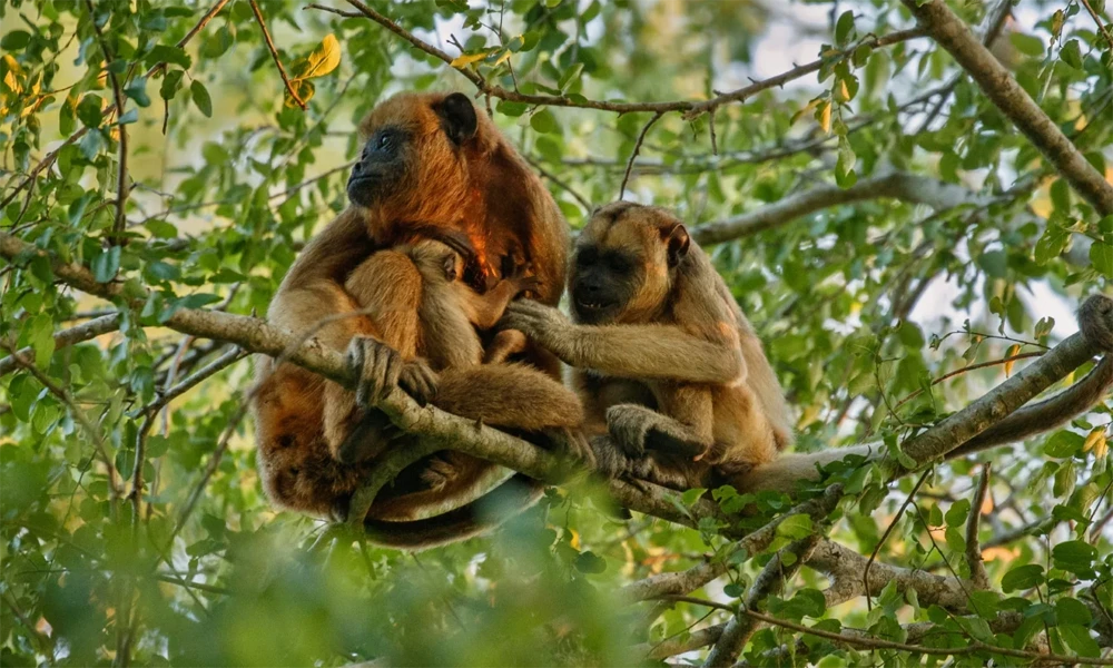 Tour Kayak y Naturaleza en la Isla de los Monos | Full Day |