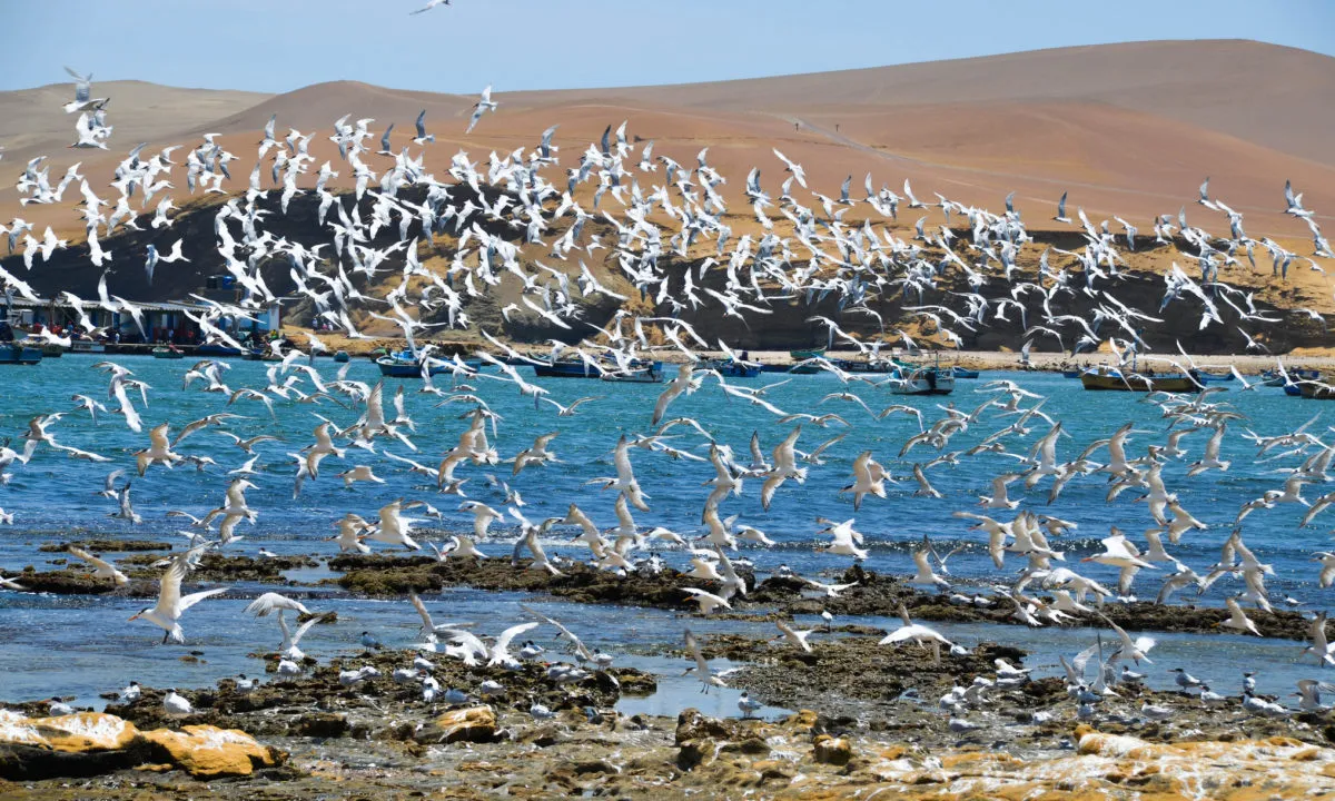 Reserva Nacional de Paracas