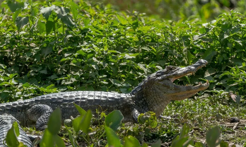Avistamiento de caimanes y anacondas en Pacaya Samiria