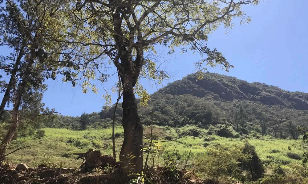 Descubre el Bosque Seco de Chaparrí: cómo llegar, precios, actividades y avistamiento de osos de anteojos en Lambayeque.