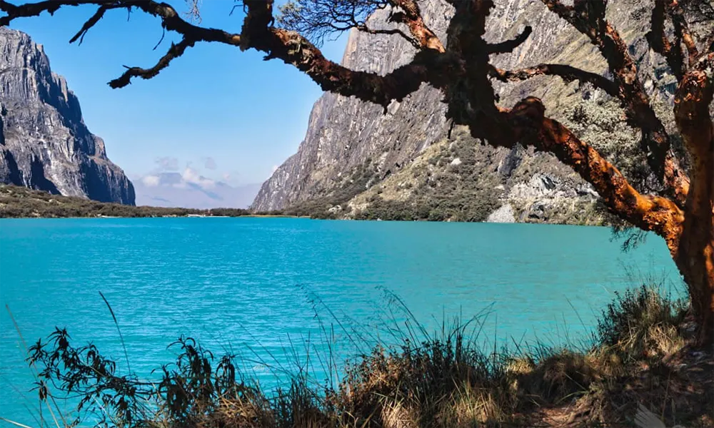 Bosque de Quenuales en Llanganuco