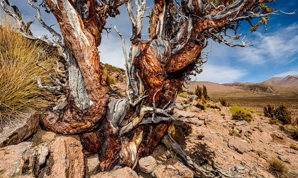 Bosque de Quenuales en Llanganuco