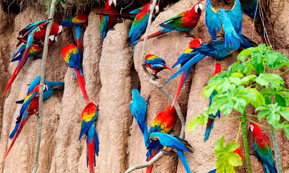 Tour Chuncho Macaw Clay Clay 2 days