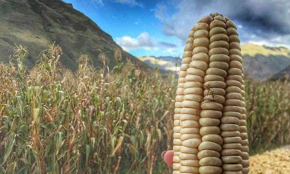Festival del Maíz en Urubamba (Cusco)