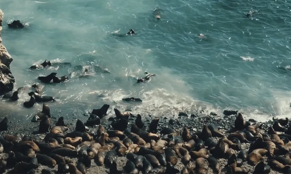 Isla Foca en Piura