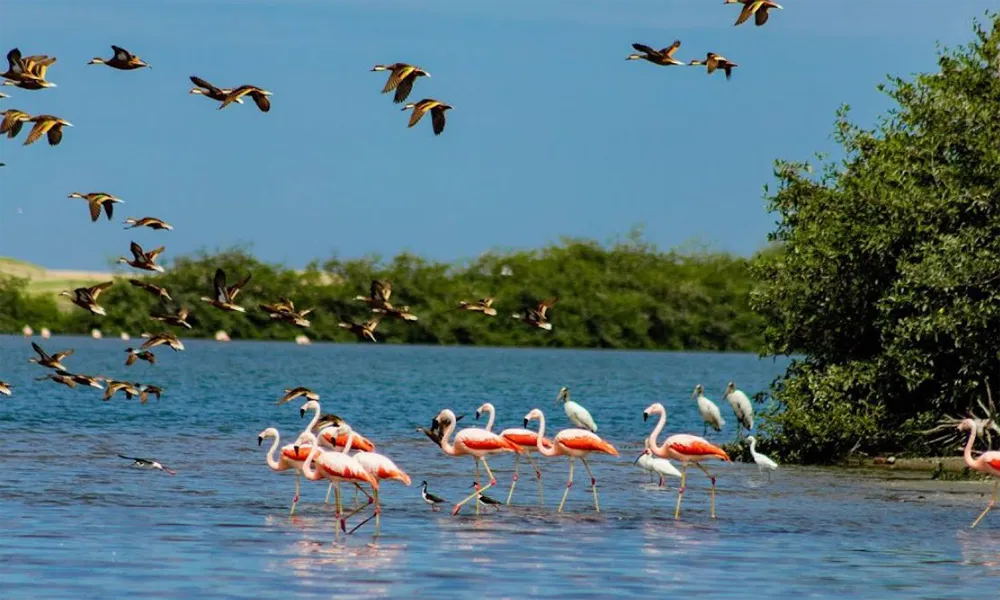 Manglares de San Pedro de Vice