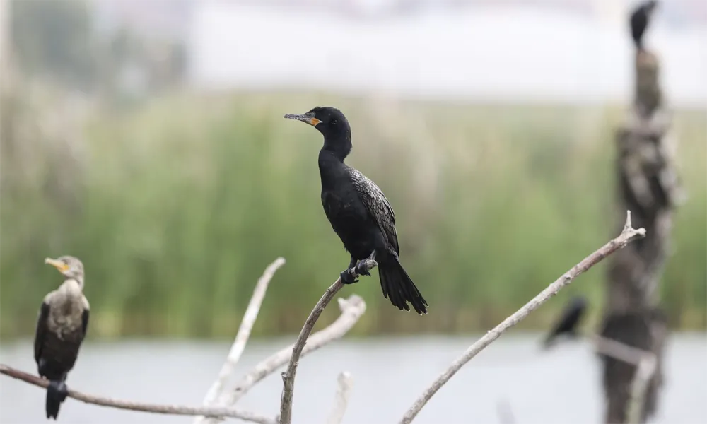 Refugio de Vida Silvestre Pantanos de Villa