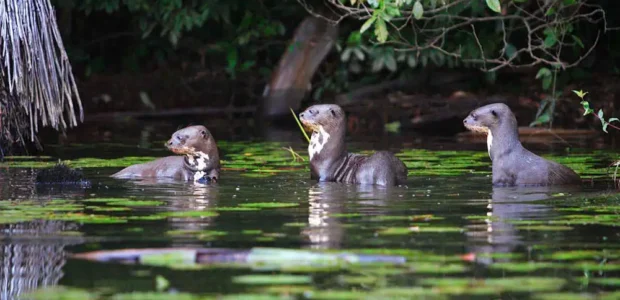 Mejores Tours al Manu desde Cusco (Zona Cultural y Reservada)