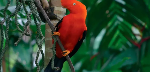 Cuánto cuesta un viaje al Manu (5, 7 y más días)