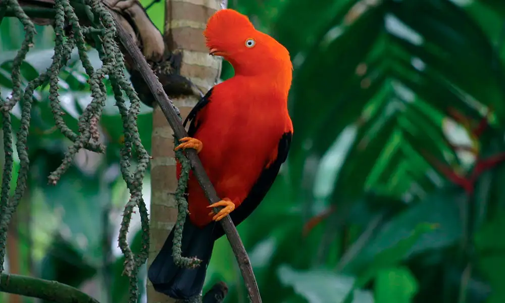 Manu National Park 7D/6N