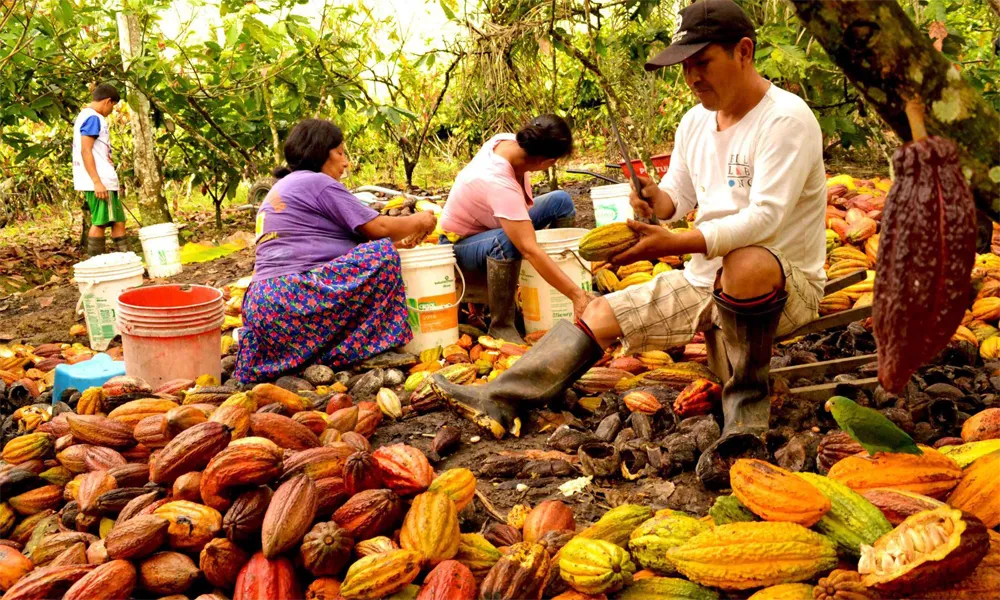 Vivir la Cosecha de Cacao en Ucayali y Descubrir la Ciudadela Inca Escondida de Ollantaytambo