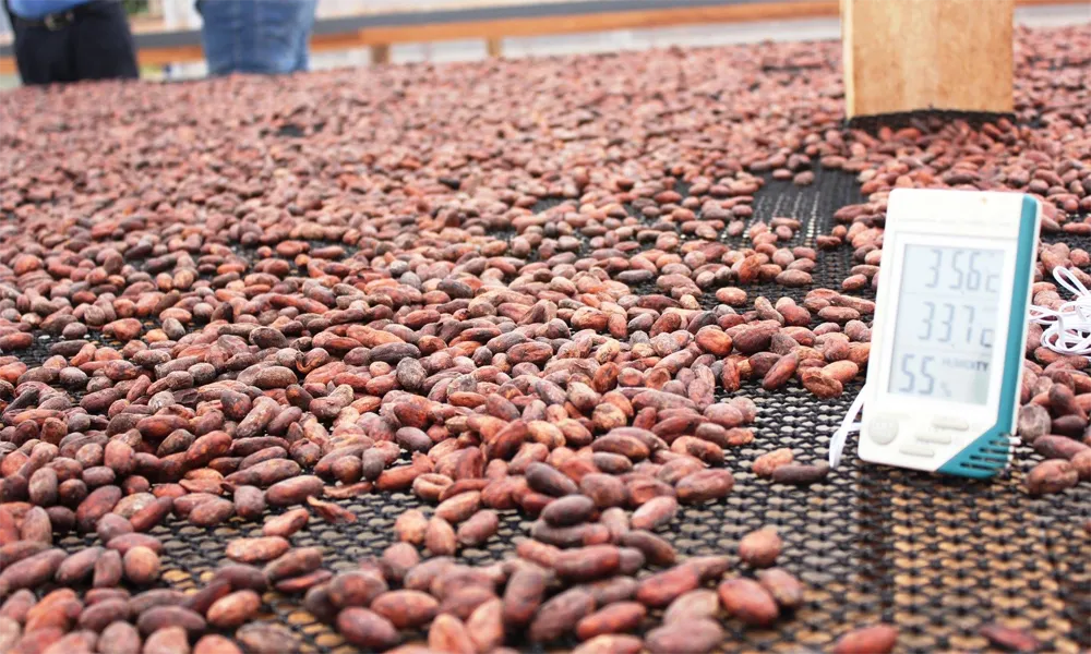 Vivir la Cosecha de Cacao en Ucayali y Descubrir la Ciudadela Inca Escondida de Ollantaytambo