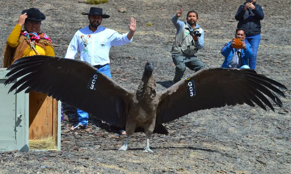 Voluntariado en la protección del cóndor andino