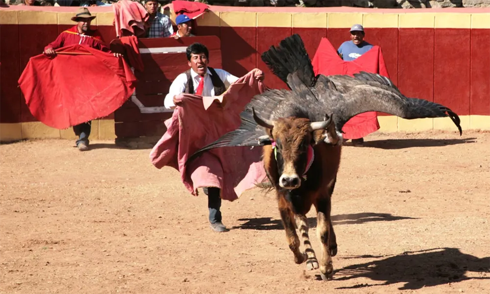 Yawar Fiesta: la corrida de toros tradicional con cóndor