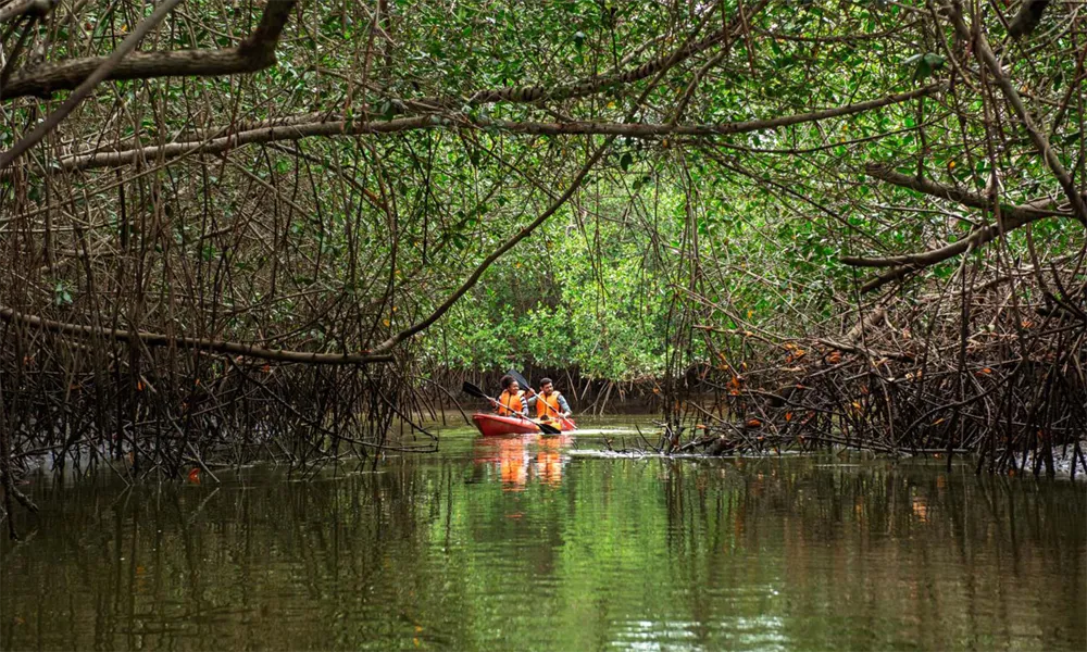 Manglares de San Pedro de Vice