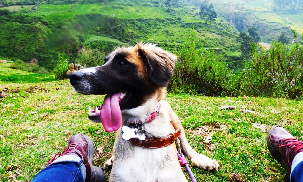 Turismo con mascotas en la selva peruana