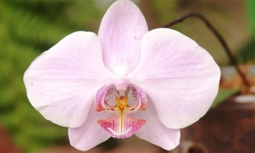 Rutas de Avistamiento de Orquídeas en Moyobamba y Tarapoto