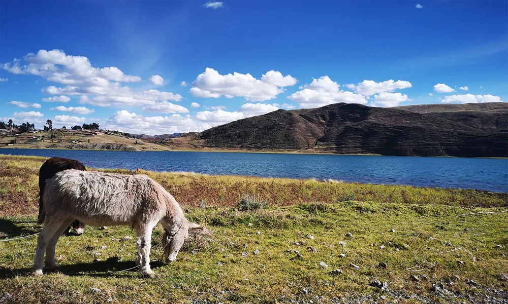 Laguna de Pomacanchi y el Circuito de las 4 Lagunas en Cusco
