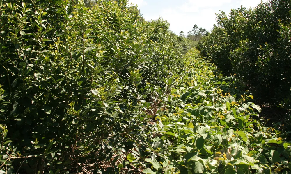 Turismo que Apoya Emprendimientos Agrícolas Locales en Perú