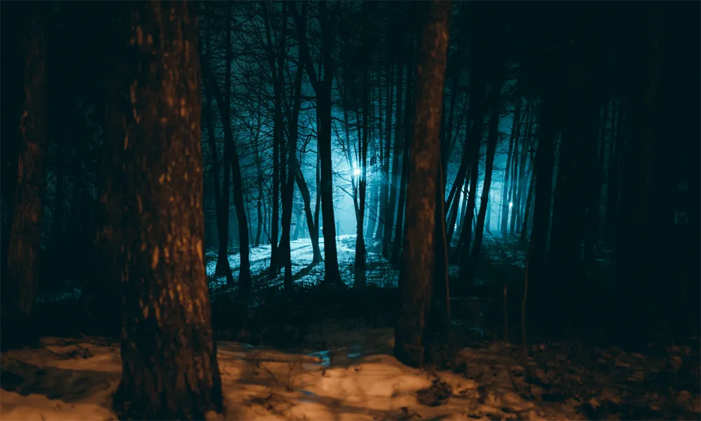 Paseo Nocturno por la Selva y sus Misterios