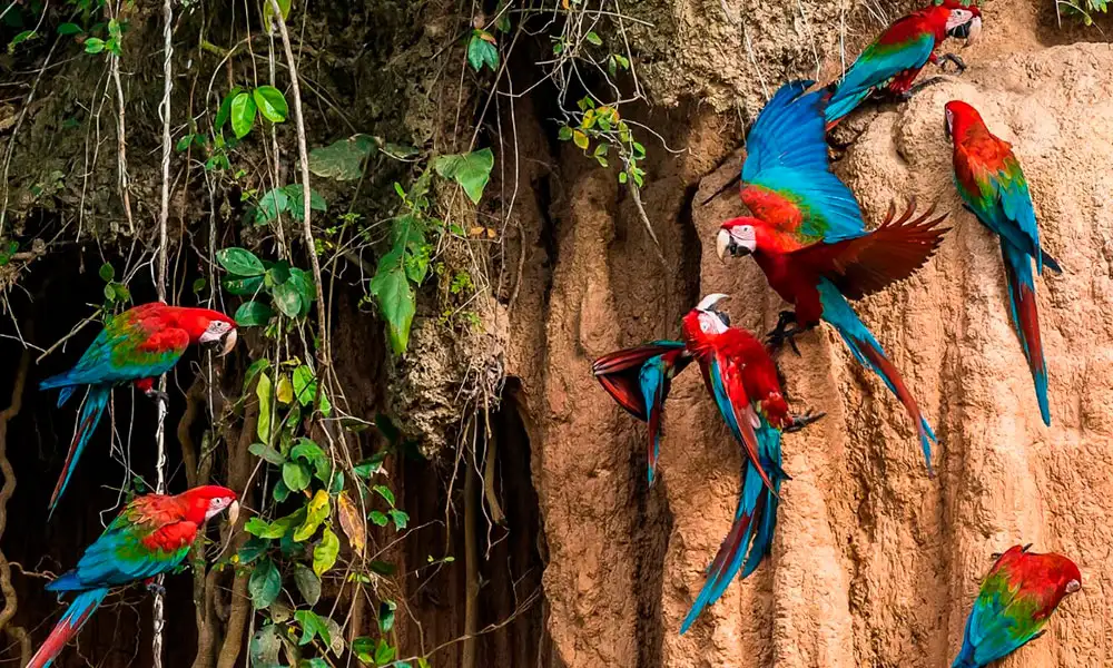 Manu National Park Tour 3D/2N