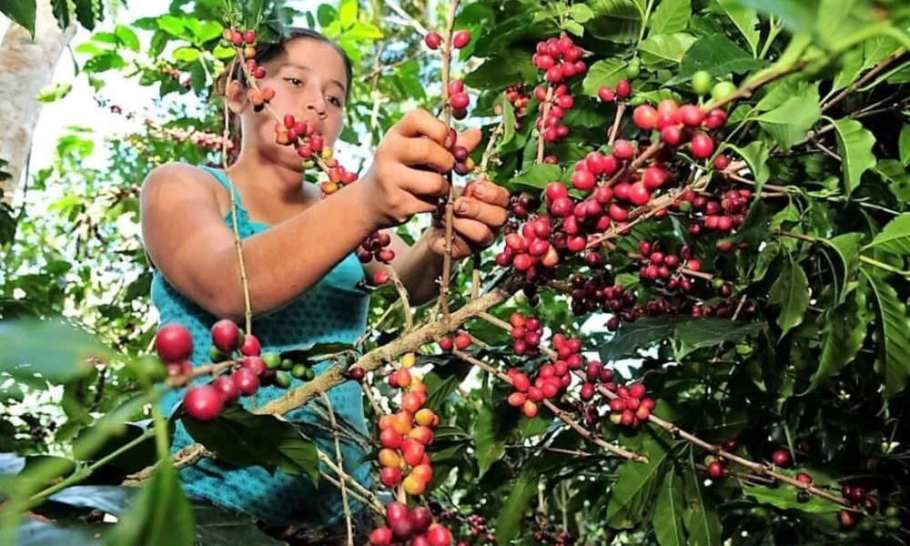 Vive el turismo vivencial en comunidades cafetaleras del VRAEM y Quillabamba: café, cacao, cascadas, termales, cultura local y experiencias únicas 2025.