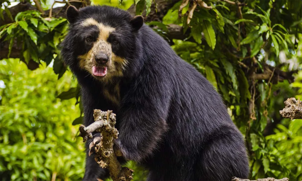 Animales Endémicos de la Amazonía peruana