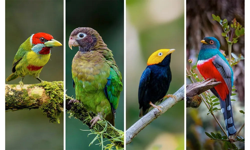 Animales Endémicos de la Amazonía peruana