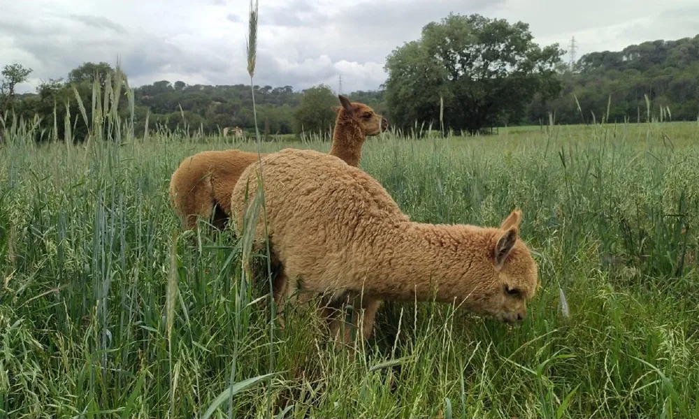 Apadrinar una alpaca en Ausangate