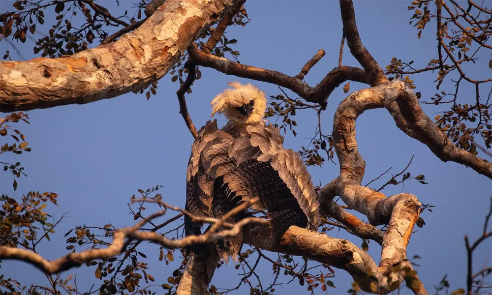 Aves casi míticas que solo habitan en un valle