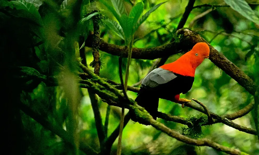 Avistamiento de gallito de las rocas en Tingo María