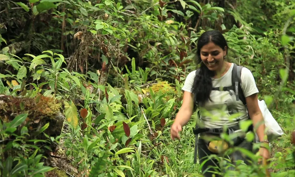 Floresta de Palmeiras de Taulía
