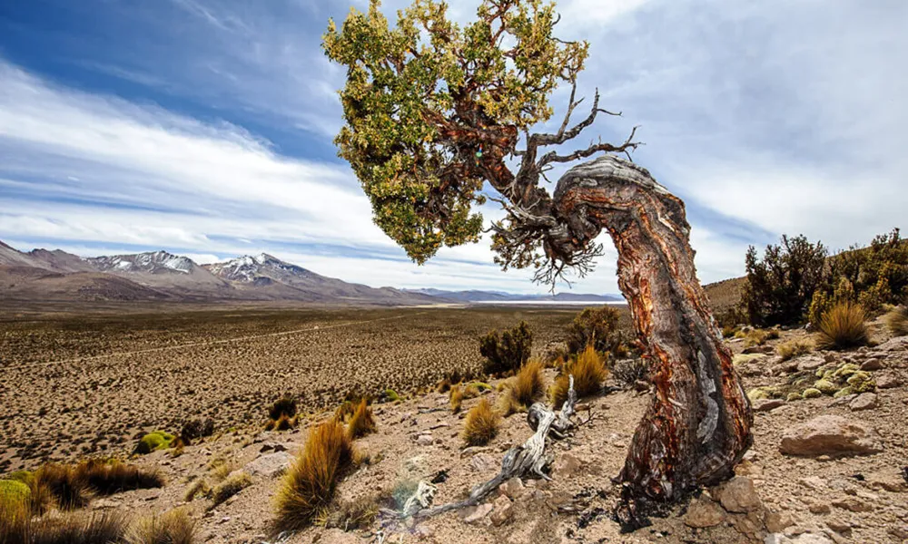 Bosque de Queñuales en Llanganuco