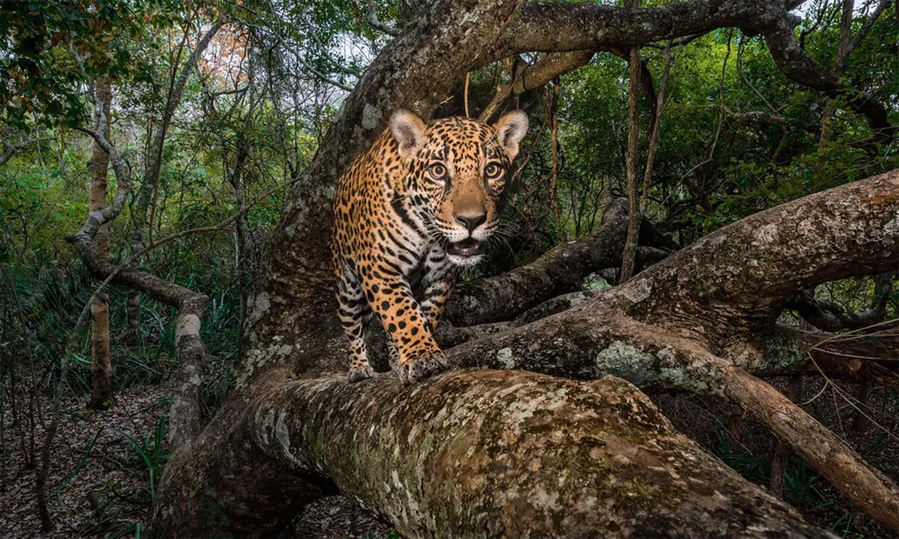Cantos Chamánicos Para Invocar Jaguares