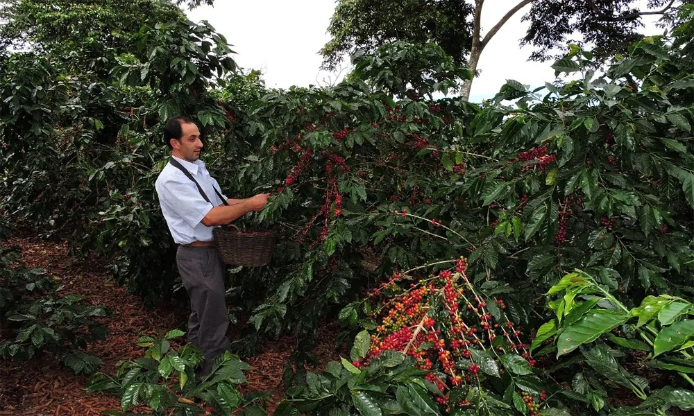 Los pueblos cafeteros más encantadores del Perú