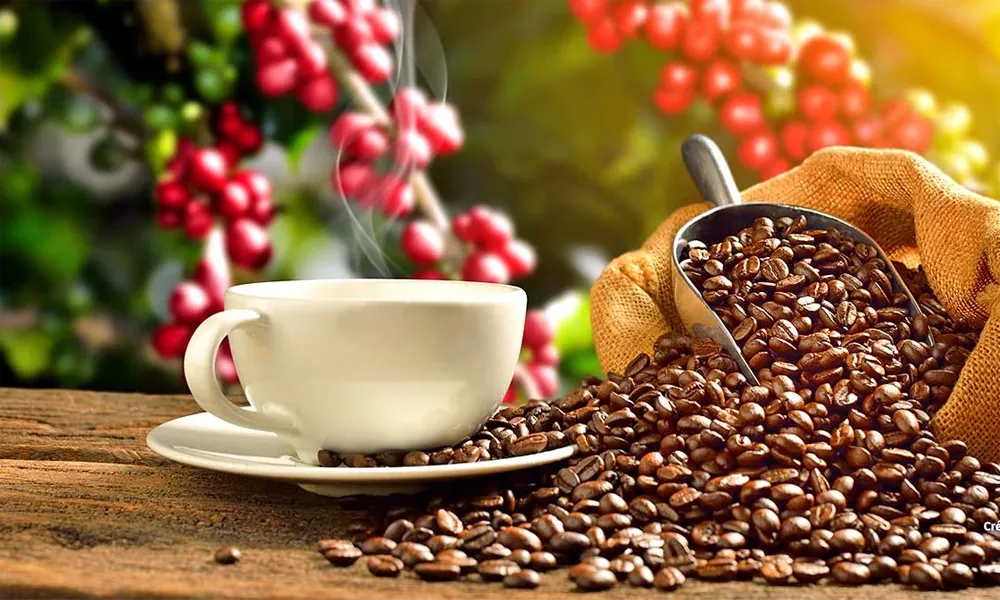 Dónde vivir una experiencia completa de café en la selva peruana