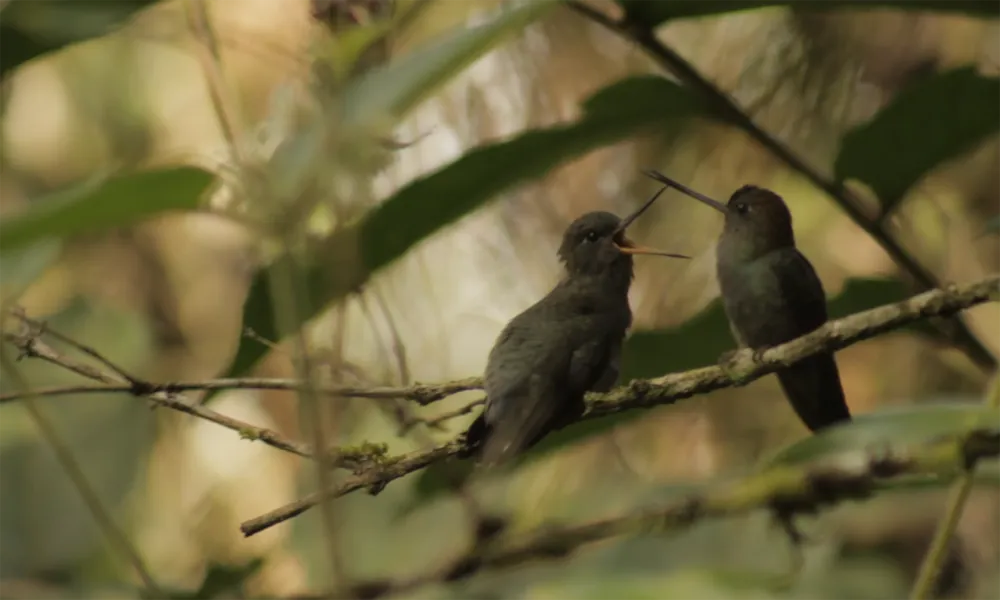 El misterioso canto de las aves “fantasma” en Ucayali