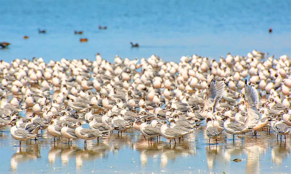 Humedales secretos del Perú donde anidan especies migratorias únicas