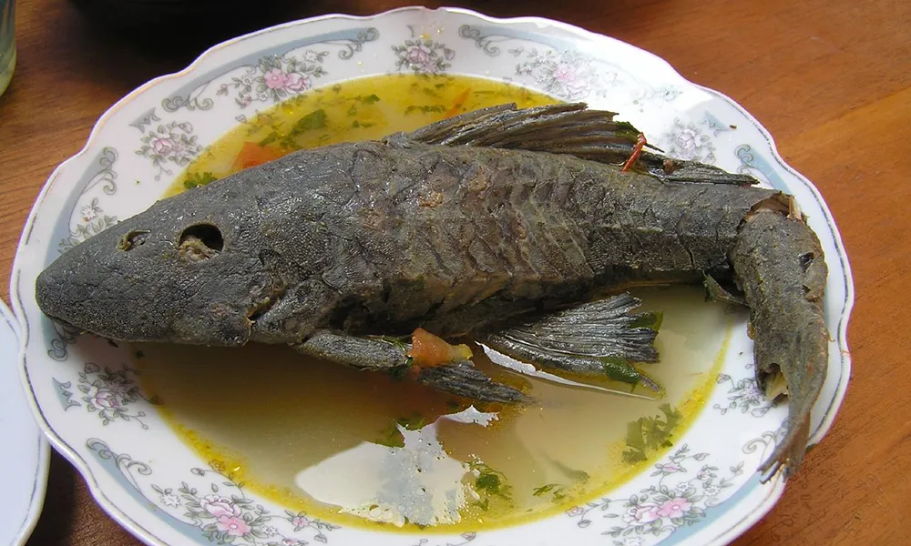 La Carachama y su Sopa en la Amazonía Loretana