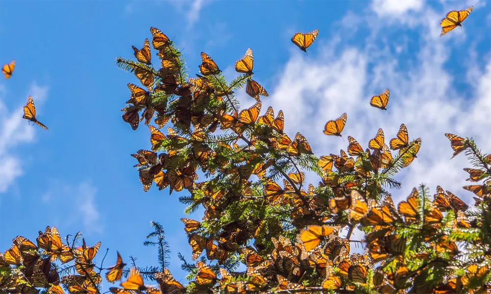 La migración desconocida de mariposas amazónicas