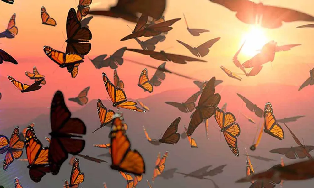 La migración desconocida de mariposas amazónicas